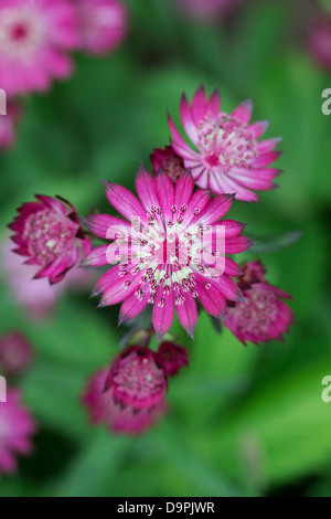 Astrantia major 'Hadspen Blood' Fleur contre un arrière-plan vert. Masterwort Banque D'Images