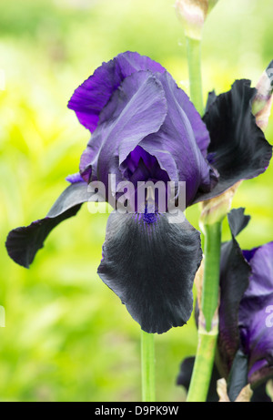 'Iris Germanica' Fleur Banque D'Images