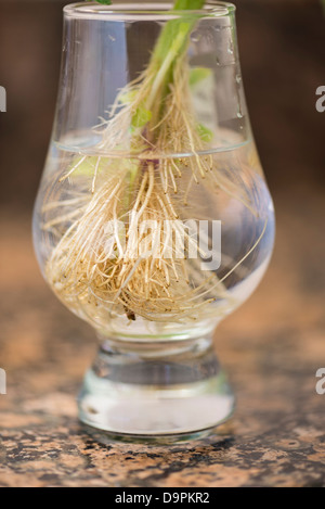 Une feuille de menthe qui a augmenté les racines après avoir été mis dans un verre d'eau Banque D'Images