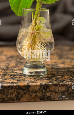 Une feuille de menthe qui a augmenté les racines après avoir été mis dans un verre d'eau Banque D'Images