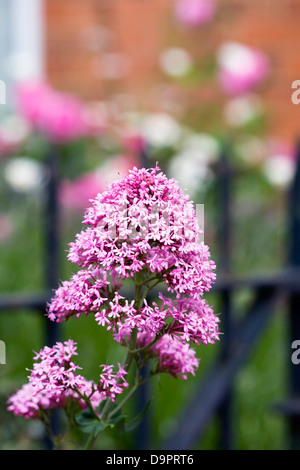 Centranthus ruber de plus en face d'une vieille porte de jardin. Banque D'Images