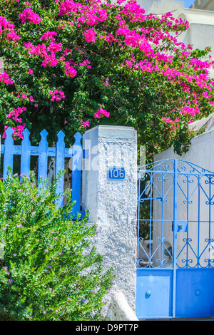 Maison traditionnelle et mur floral de bougainvillées à Fira, la capitale de Santorin, Grèce Banque D'Images