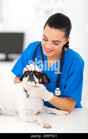 Femme médecin vétérinaire professionnel de l'examen de chien yeux Banque D'Images