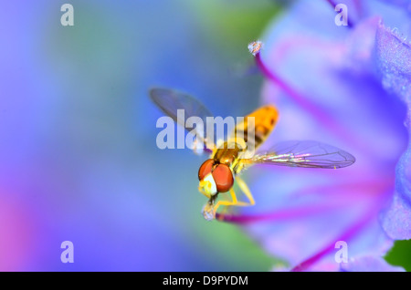 Hoverfly perché sur une fleur la collecte du pollen.