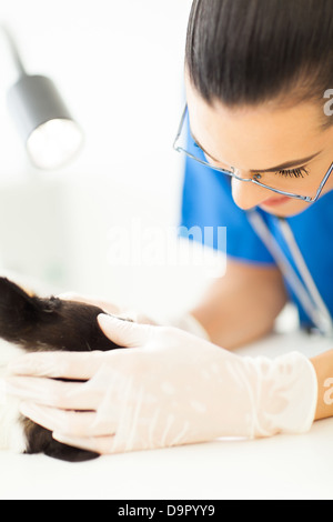 Soins infirmiers vétérinaires faisant checkup pour chien de compagnie avec l'examen de la lumière Banque D'Images