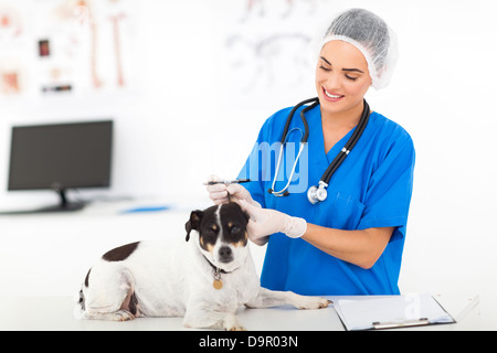 Beau médecin vétérinaire contrôle de l'oreille de chien Banque D'Images