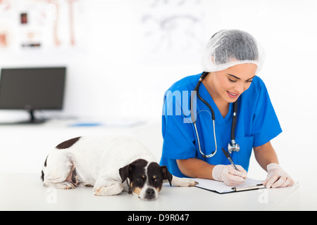 Jolie femme vet rapport écrit après dog checkup Banque D'Images