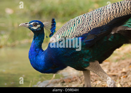 Pavo cristatus (paons indiens) Banque D'Images