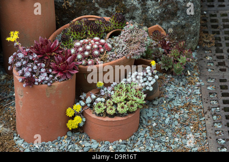 Sempervivum. Houseleek afficher dans les pots de fleurs à RHS Wisley Gardens. L'Angleterre Banque D'Images