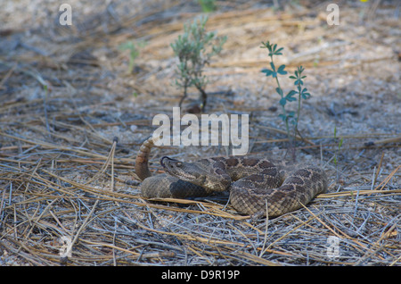 Un crotale du Pacifique Sud (Crotalus oreganus helleri) enroulé dans les aiguilles de pin et de sable en Basse Californie, au Mexique. Banque D'Images