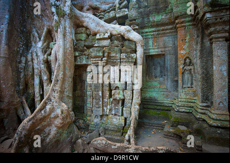 Ta Prohm Temple, Angkor, Cambodge Banque D'Images