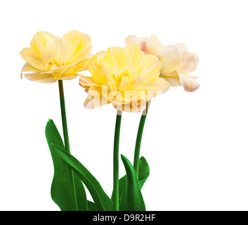 Tulipes jaune isolé sur fond blanc Banque D'Images