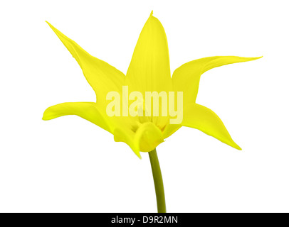 Tulipe jaune isolé sur fond blanc Banque D'Images