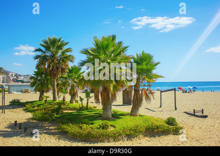 Palmiers sur une plage de Fuengirola, Espagne Banque D'Images