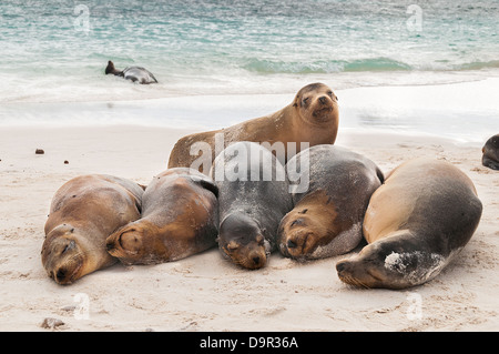 Une rangée de Galapagos otaries dormir sur la plage pendant la chaleur du jour. Banque D'Images