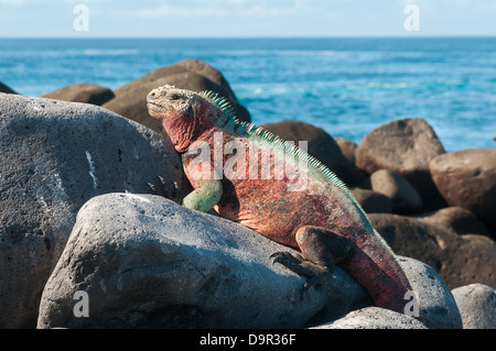 Iguane marin des Galapagos au soleil. Banque D'Images