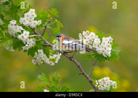 Chaffinch Fringilla coelebs mâle sur l'arbre d'aubépine avec fleur de printemps Banque D'Images