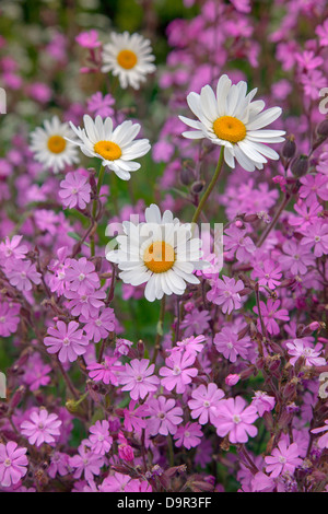 Red campion Silene dioica sur terrain Norfolk UK peut de marge Banque D'Images