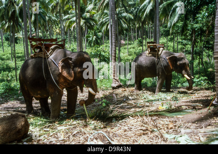 Safari Elephant Trekking Camp, 2 éléphants de manger les feuilles de palmier Koh Samui, Thaïlande Banque D'Images