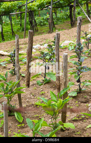 Vignes dans un vignoble, Ravello, Côte d'Amalfi, Salerne, Campanie, Italie Banque D'Images