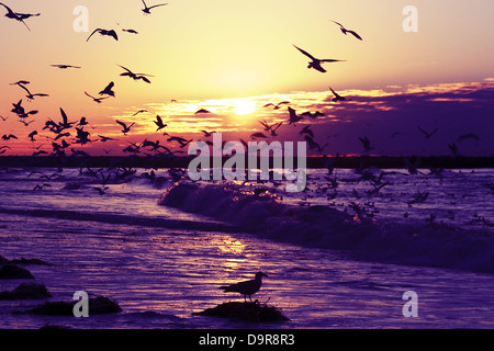 Des milliers de mouettes volant à la côte de la mer du Nord aux Pays-Bas au coucher du soleil Banque D'Images