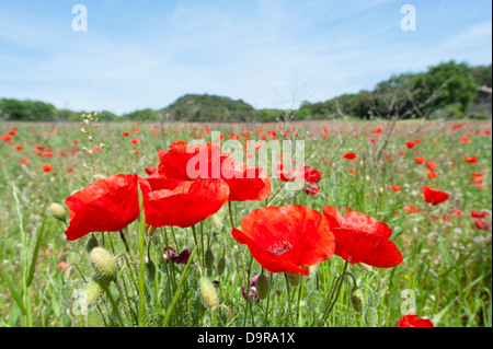 Coquelicots en fleurs dans un pré près de St-Paul rochegude en Drôme, Rhône-Alpes, France Banque D'Images