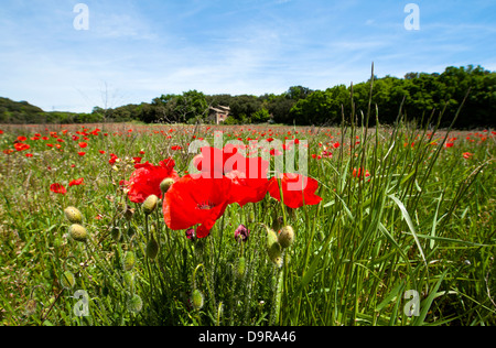 Coquelicots en fleurs dans un pré près de St-Paul rochegude en Drôme, Rhône-Alpes, France Banque D'Images