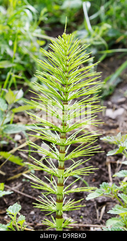 La prêle (Equisetum) fern plante poussant dans les bois Banque D'Images