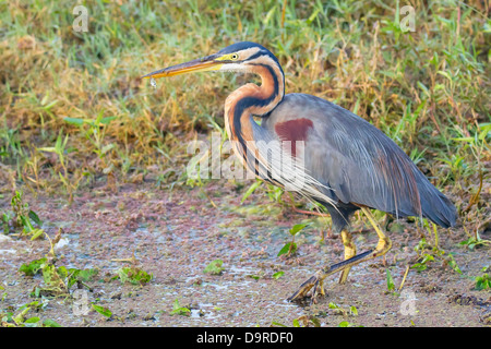 Héron pourpré (Ardea purpurea) avec des poissons Banque D'Images