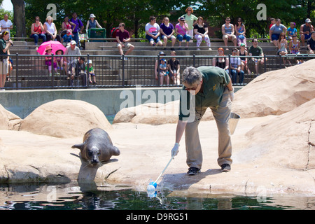 Gardien de Zoo/formateur avec harbour seal. Le Zoo de Lincoln Park, Chicago, Illinois Banque D'Images