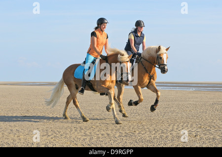 Deux coureurs à l'arrière de ses chevaux Haflinger galopant dans la vasière de la mer du Nord (Allemagne) Banque D'Images