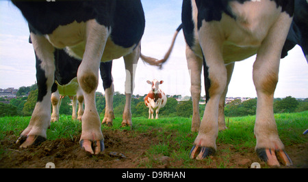 Vaches dans un champ près de Holsworthy Devon UK. Banque D'Images