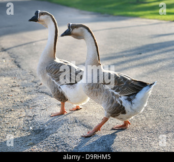 Deux oies gris Crossing Road Banque D'Images