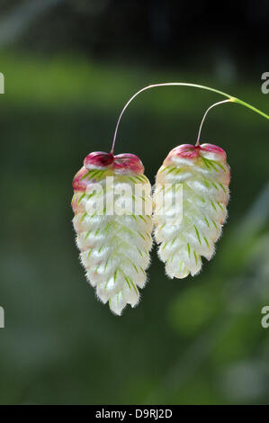 Aberystwyth, Pays de Galles, Royaume-Uni - dans un jardin à Aberystwyth, West Wales, UK, le coloré têtes de graine de quaking grass à maturité en juin le soleil - 25 juin 2013. Crédit photo : John Gilbey / Alamy Live News. Banque D'Images