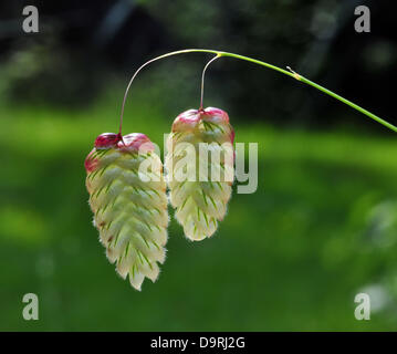 Aberystwyth, Pays de Galles, Royaume-Uni - dans un jardin à Aberystwyth, West Wales, UK, le coloré têtes de graine de quaking grass à maturité en juin le soleil - 25 juin 2013. Crédit photo : John Gilbey / Alamy Live News. Banque D'Images