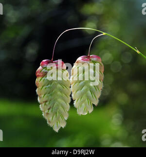 Aberystwyth, Pays de Galles, Royaume-Uni - dans un jardin à Aberystwyth, West Wales, UK, le coloré têtes de graine de quaking grass à maturité en juin le soleil - 25 juin 2013. Crédit photo : John Gilbey / Alamy Live News. Banque D'Images