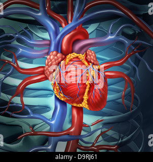 L'anatomie cardiaque cardiovasculaire d'un corps en bonne santé, comme un symbole de la santé pour la fonction de l'organe interne de la circulation sanguine. Banque D'Images