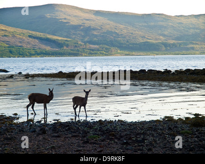 Red Deer au bord de l'eau sur le Sound of Mull Banque D'Images