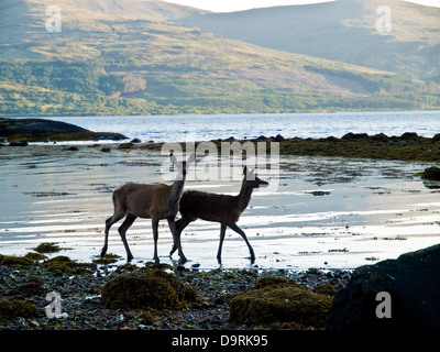 Red Deer au bord de l'eau sur le Sound of Mull Banque D'Images