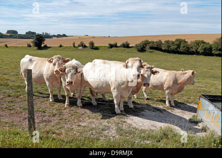 Un petit troupeau de vaches bull (mâle) avec embout cornes dans un champ dans le nord de la France. Ils semblent être les bovins charolais. Banque D'Images