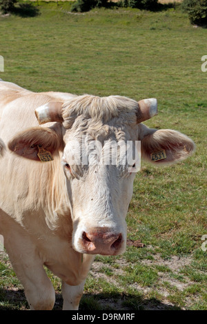 Une vache dans un petit troupeau de vaches bull (mâle) avec embout cornes dans un champ dans le nord de la France. Ils semblent être les bovins charolais. Banque D'Images