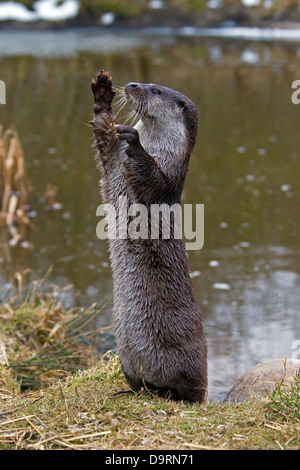 Politique européenne de la loutre (Lutra lutra) debout sur ses pattes sur le long des rives Banque D'Images