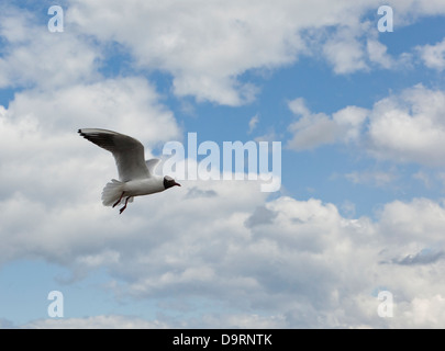 Une seule mouette noir voler dans un ciel bleu nuageux Banque D'Images