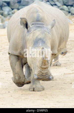 Charge de rhinocéros tout droit à huis clos à la dangereuse