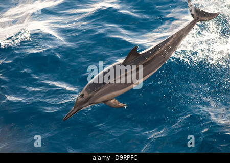 Dauphins Stenella longirostris sauvage et libre dans l'océan au large des côtes. Côte de Rio de Janeiro, Brésil Banque D'Images