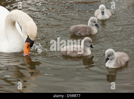 Un bouton mute swan (Cygnus olor) avec ses quatre cygnets et natation dans l'eau de surface Banque D'Images