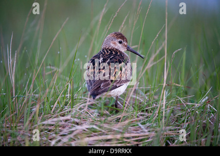 Le Bécasseau variable (Calidris alpina) des profils à plus de son épaule au nid après minuit pour les zones humides du sud de l'Islande Europe Banque D'Images