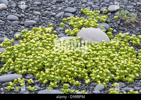 Sabline mer Honckenya peploides (floraison), sur la côte sud de l'Islande Europe Banque D'Images