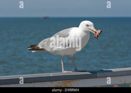 Mouette avec un morceau de viande sur la jetée. Banque D'Images