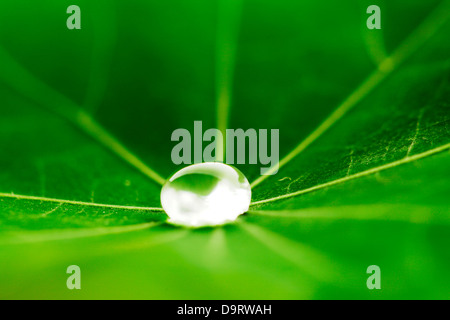 Goutte d'eau sur la capucine vert feuille macro Banque D'Images